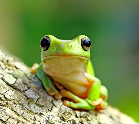 Close up of a bright neon tiny tree frog on a tree.